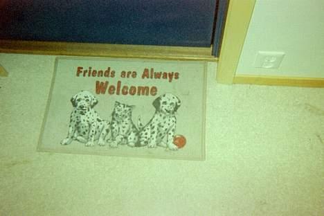 Blanding af racer Frøya Embla - Ja, dyr ønskes alltid velkommen! billede 14