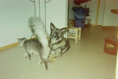 Blanding af racer Frøya Embla - Et gammelt billede af Frøya´s mor. Hun blev aflivet lige før jul, pga kreft. billede 15