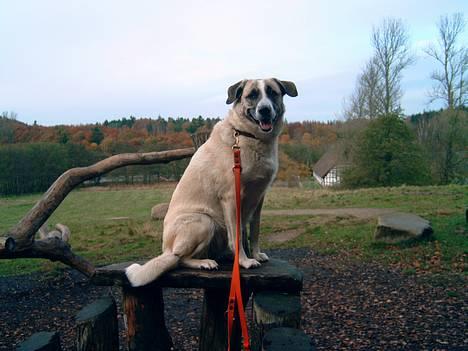 Blanding af racer Frøya Embla - NYT! Taget i Bangsbo Skoven den 2 November 2005. billede 16