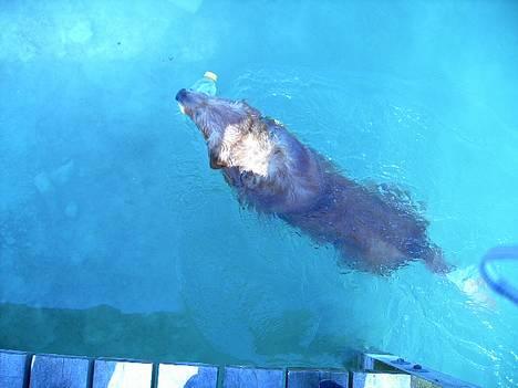 Golden retriever Balder - nyt billede maj billede 13