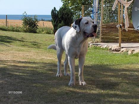 Blanding af racer Nalla 5/11 - Søster Molly fra søskende træf d. 15/7-06 billede 11
