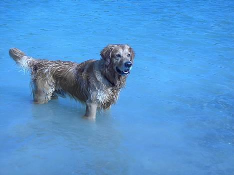 Golden retriever Balder billede 14