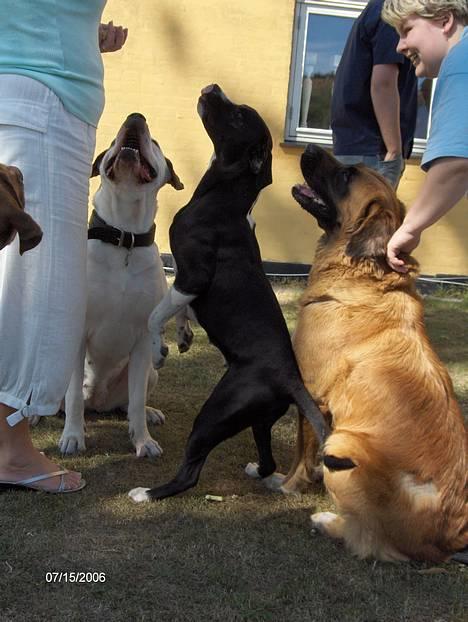 Blanding af racer Nalla 5/11 - Søskendetræf d. 15/7-06 Her er søster Kaysa, vennen Maggie og Jeg billede 12
