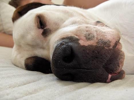 Blanding af racer Nalla 5/11 - Zzzz...zzzzzzzz... billede 13