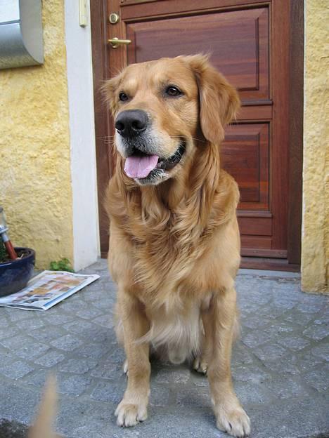 Golden retriever Balder - nyt billede maj billede 15