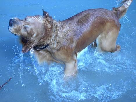 Golden retriever Balder billede 16