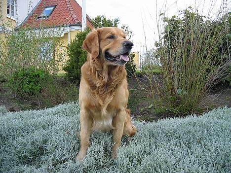 Golden retriever Balder - nyt billede maj billede 17