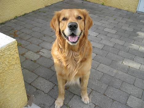 Golden retriever Balder - nyt billede maj billede 18