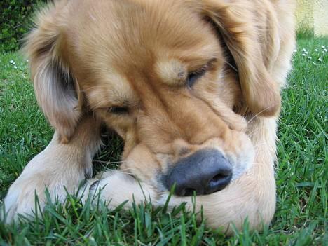 Golden retriever Balder - nyt billede maj billede 19