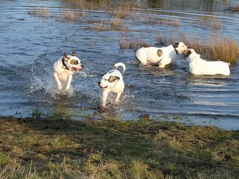 Blanding af racer Nalla 5/11 - Søskende træf; Molly, Aiko, Tessa og Jeg  billede 14