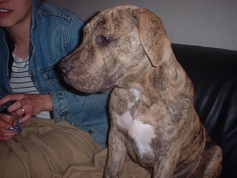 Amerikansk staffordshire terrier Chess billede 13