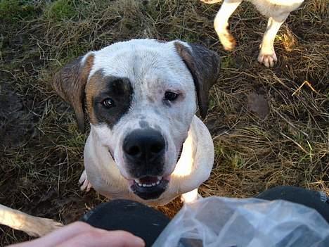 Blanding af racer Nalla 5/11 - Nalla godbid detektoren;o)  billede 15