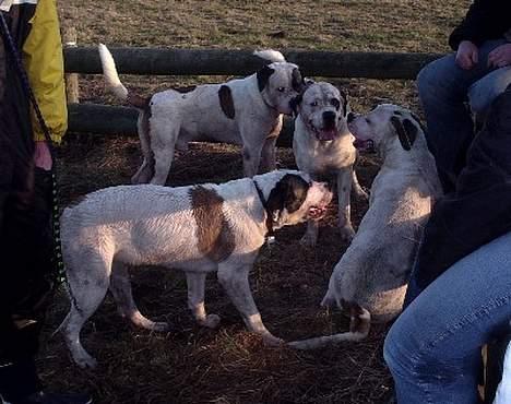 Blanding af racer Nalla 5/11 - Pause efter en masse tumlerier og leg. (søskende træf igen) billede 16