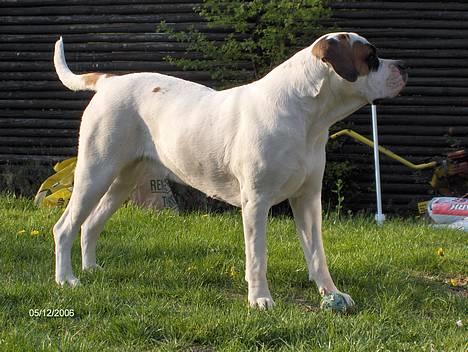 Blanding af racer Nalla 5/11 - Hej er der nogen på den anden side af hegnet?? Fugle måske?? billede 17