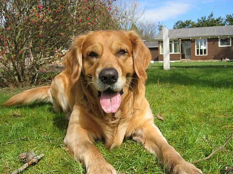 Golden retriever Balder - nyt billede maj billede 20