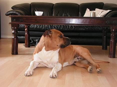 Amerikansk staffordshire terrier 3 drenge 5 piger - den stolte far billede 1