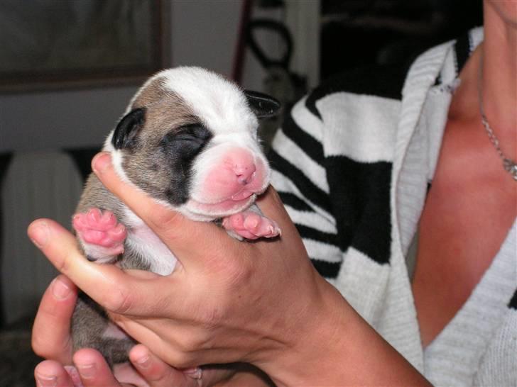 Amerikansk staffordshire terrier 3 drenge 5 piger - så er det mad tid billede 2