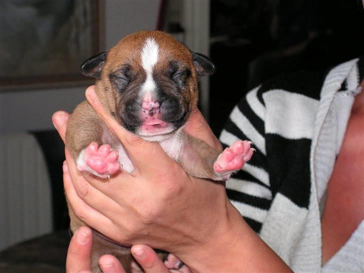 Amerikansk staffordshire terrier 3 drenge 5 piger - bider far lidt i øret billede 3