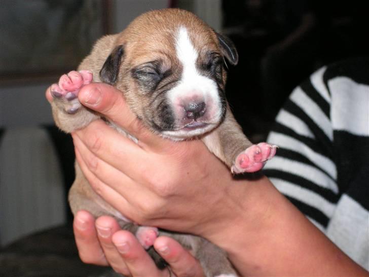 Amerikansk staffordshire terrier 3 drenge 5 piger - ligger lige og soler sig billede 4