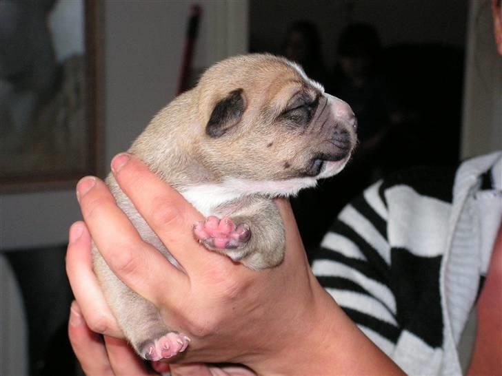Amerikansk staffordshire terrier 3 drenge 5 piger - står jeg ikke flot billede 5