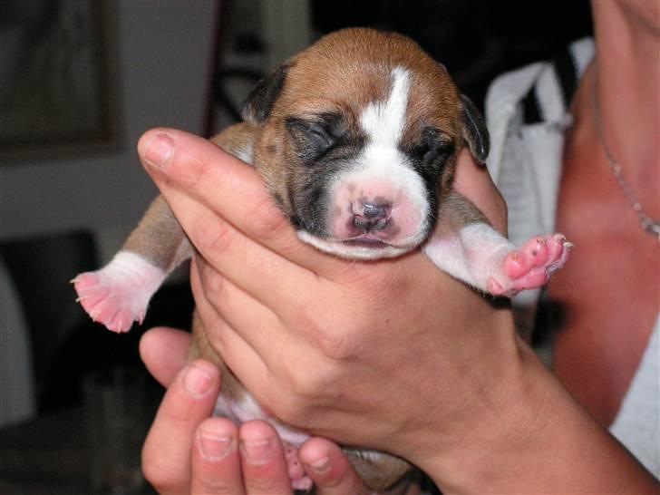 Amerikansk staffordshire terrier 3 drenge 5 piger - snart er jeg lige så stor som den melon billede 6