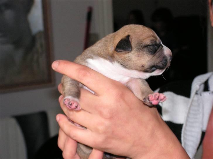 Amerikansk staffordshire terrier 3 drenge 5 piger - spiller farlig over for far billede 7