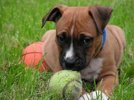 Amerikansk staffordshire terrier 3 drenge 5 piger - Chill, mor og sahra og atter en hvalp billede 8
