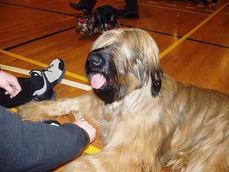 Briard Carla Maxima - Carla`s første skue :o) billede 9