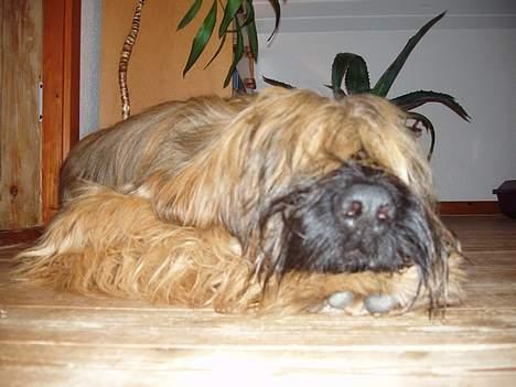 Briard Carla Maxima - "Sover jeg eller er jeg vågen" !!?? billede 10