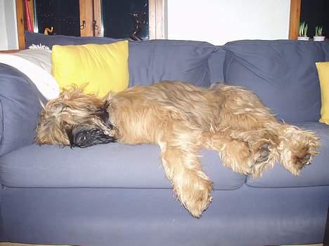 Briard Carla Maxima - En lille lur efter aftensmaden ;o) billede 11