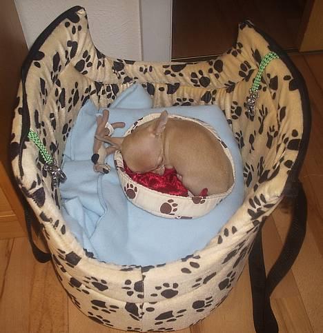 Chihuahua Umberto *4/1-05 - 7/3-06* - Sover i min rejse-kurv i min taske billede 11