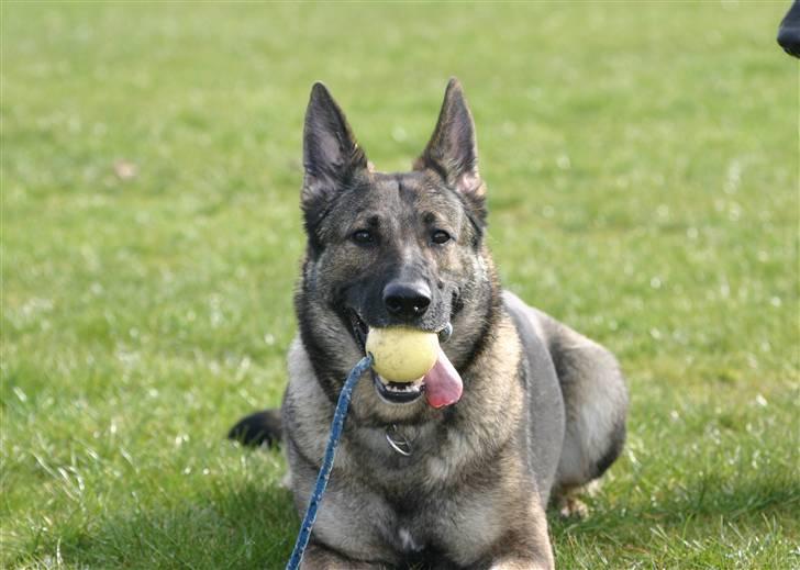 Schæferhund Amagers Chiba - Marts 2008 billede 13