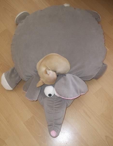 Chihuahua Umberto *4/1-05 - 7/3-06* - Sover på min yndlings-elefant billede 12