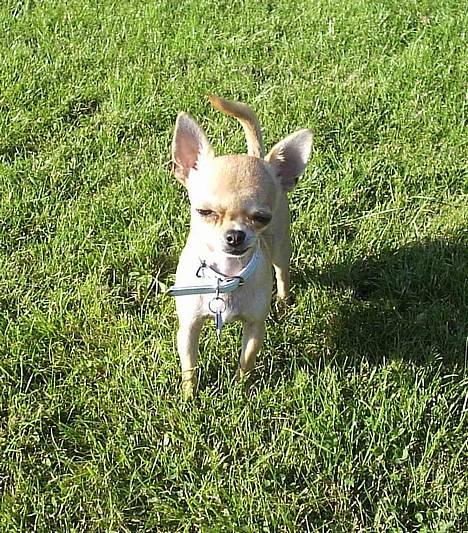 Chihuahua Umberto *4/1-05 - 7/3-06* - Hej mor! billede 13