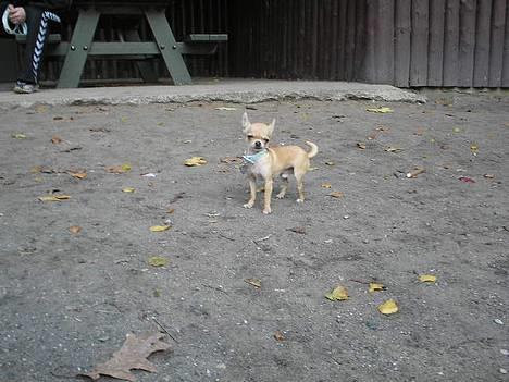 Chihuahua Umberto *4/1-05 - 7/3-06* - Heysan! billede 14