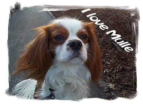 Cavalier king charles spaniel Mulle - Det er mit første billede jeg har sat ramme om!!! .. billede 17