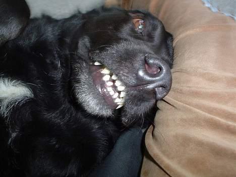 Blanding af racer Bastian (RIP d. 4/5-2010) - skøre hund ikke.. men dejlig.. billede 10