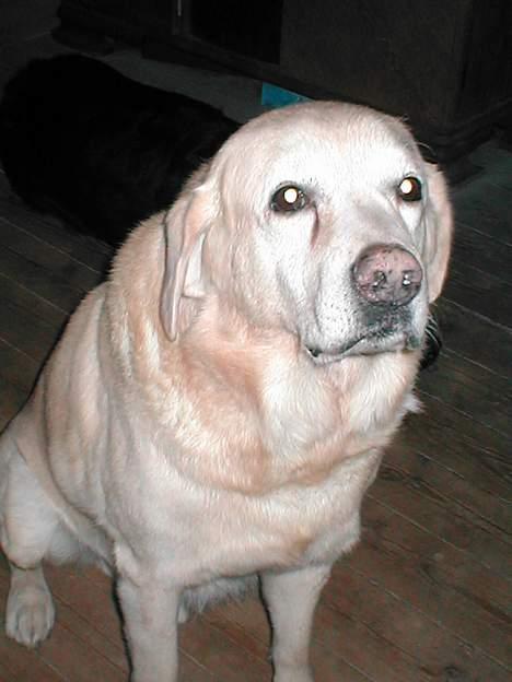 Blanding af racer Balde (død) - han se lidt trist ud.. men han er meget gammel på dette billede.. billede 8