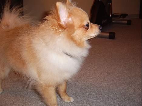 Pomeranian Danny billede 2