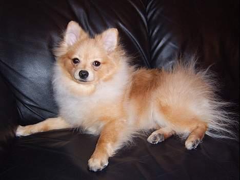 Pomeranian Danny billede 3