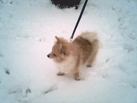 Pomeranian Danny billede 4