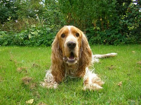 Cocker spaniel Vaks 16./5. billede 11