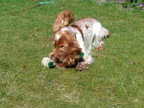 Cocker spaniel Vaks 16./5. - Den skal dø skal den! :) billede 12