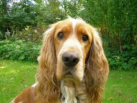 Cocker spaniel Vaks 16./5. - Øhh hva sagde du??? billede 13