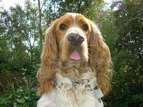 Cocker spaniel Vaks 16./5. billede 14