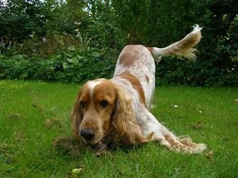 Cocker spaniel Vaks 16./5. billede 15