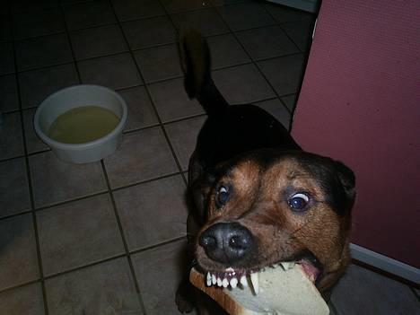 Blanding af racer (Rottweiler) Bølle - » Bølle. billede 9