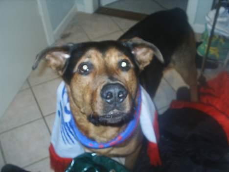 Blanding af racer (Rottweiler) Bølle - » Bølle. billede 10