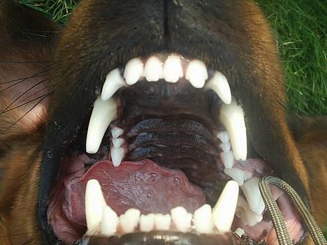 Blanding af racer (Rottweiler) Bølle - » Bølle. billede 11