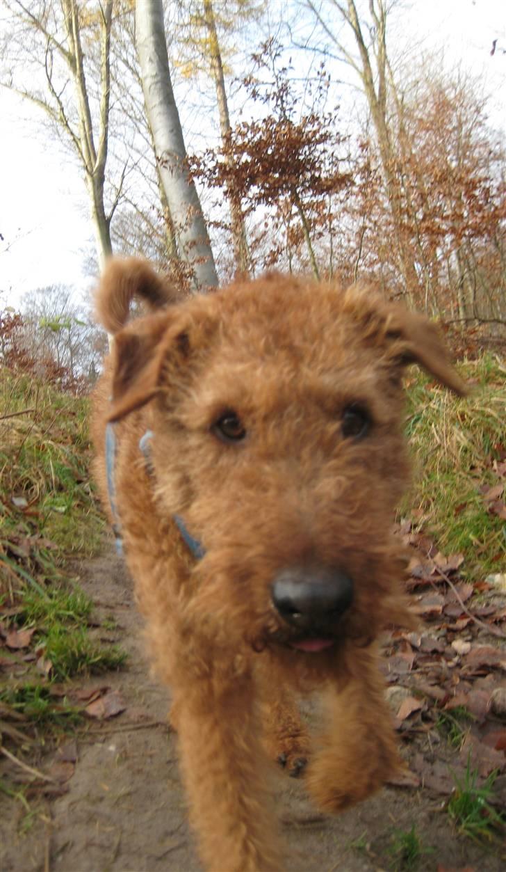 Irsk terrier Jeffi 13/2 billede 18